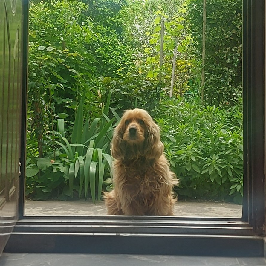 Meet Lady - Our Pet